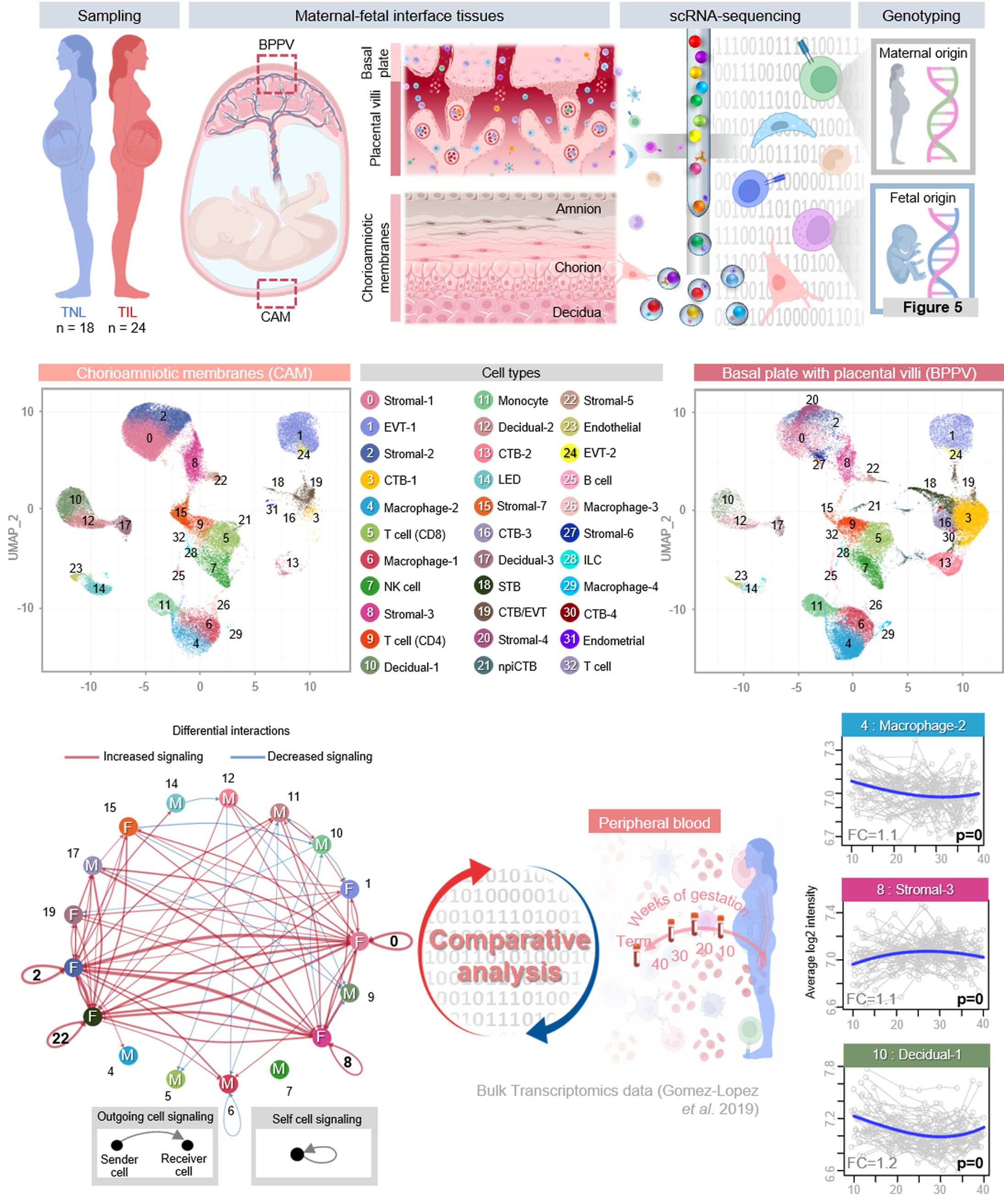 Dr Gomez Lopez Published In Science Translational Medicine Center