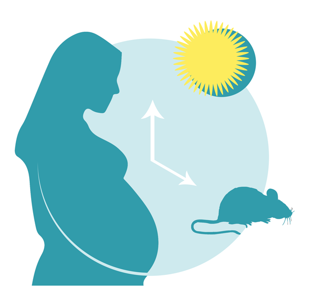 Circadian rhythms