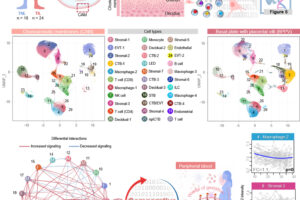 Dr. Gomez-Lopez published in Science Translational Medicine